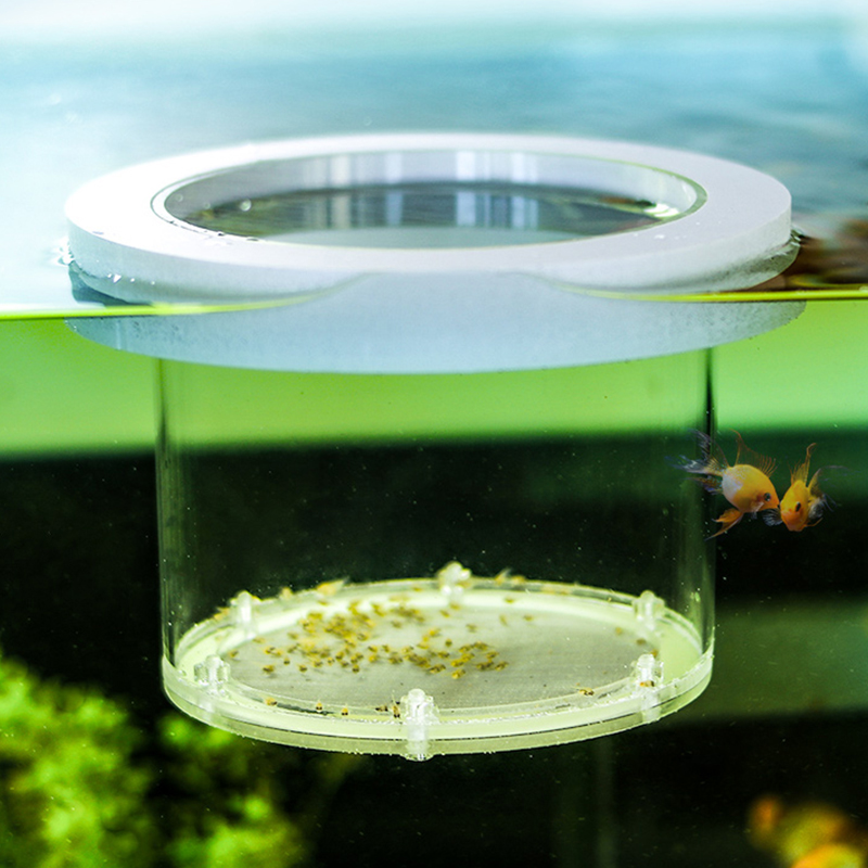 صندوق عزل تربية خزان الأسماك ا - مراجعة Box Fish In Aquarium وسعره