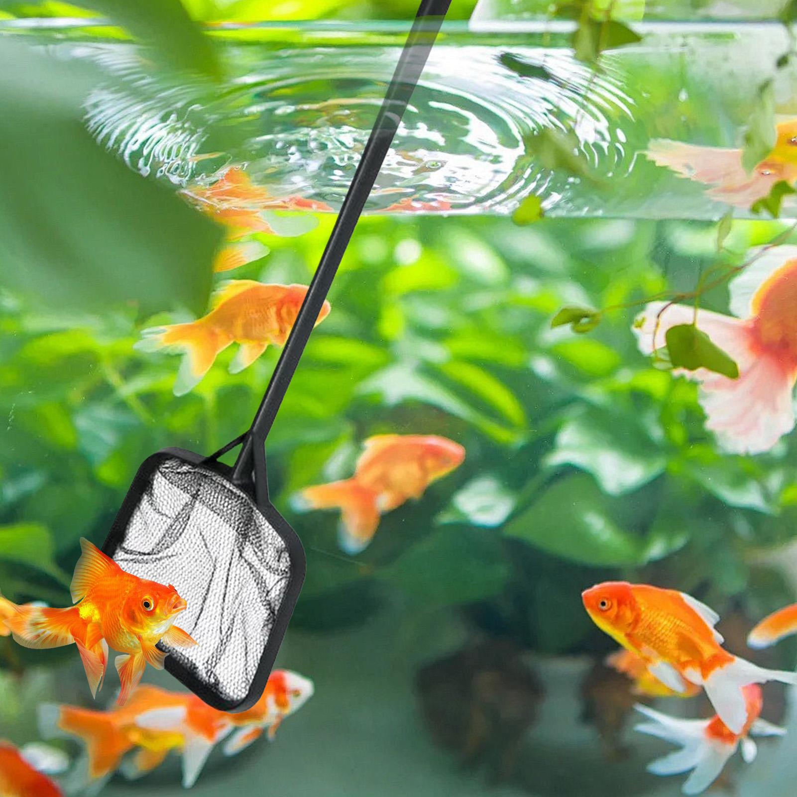 شبكات تنظيف حمامات السباحة، شب - مراجعة Aquarium Fish Buy وسعره
