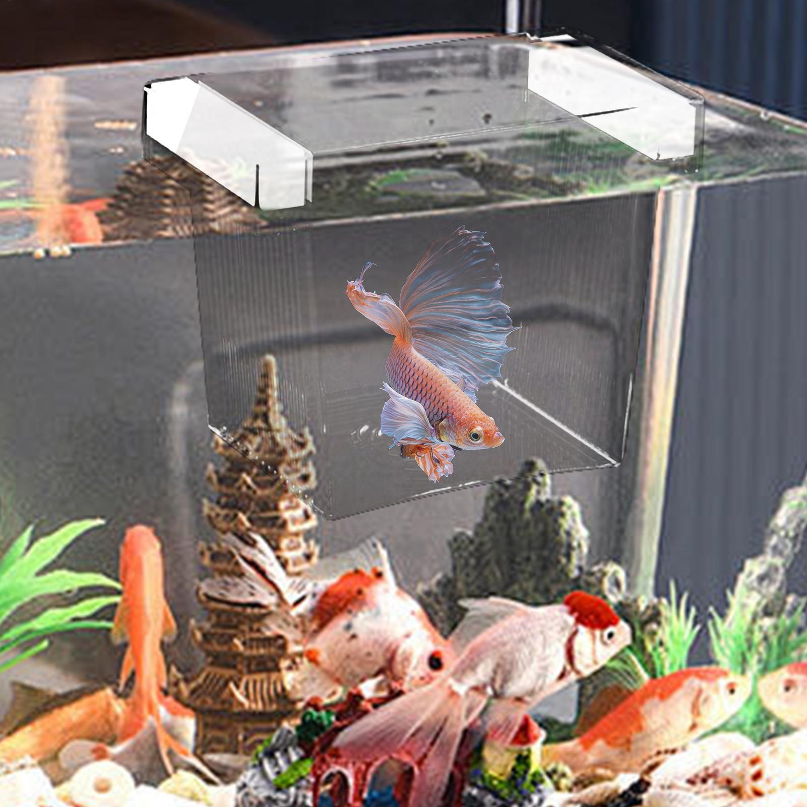 صندوق عزل لتربية الأسماك العائ - مراجعة Box Fish In Aquarium وسعره