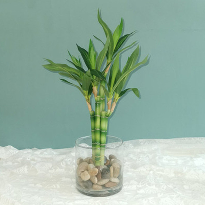 نبات البامبو الصناعي الجديد بط - مراجعة Aquarium Fish Buy وسعره