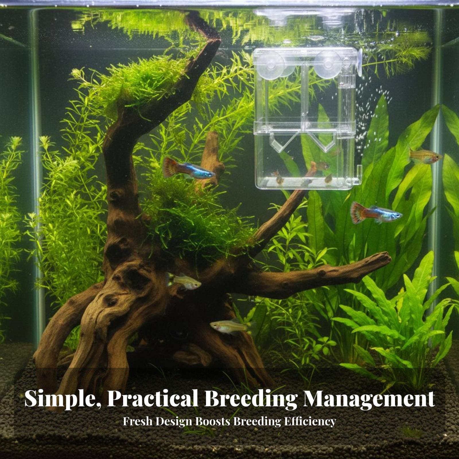 حوض تربية مزدوج الطبقات لأسماك - مراجعة Box Fish In Aquarium وسعره