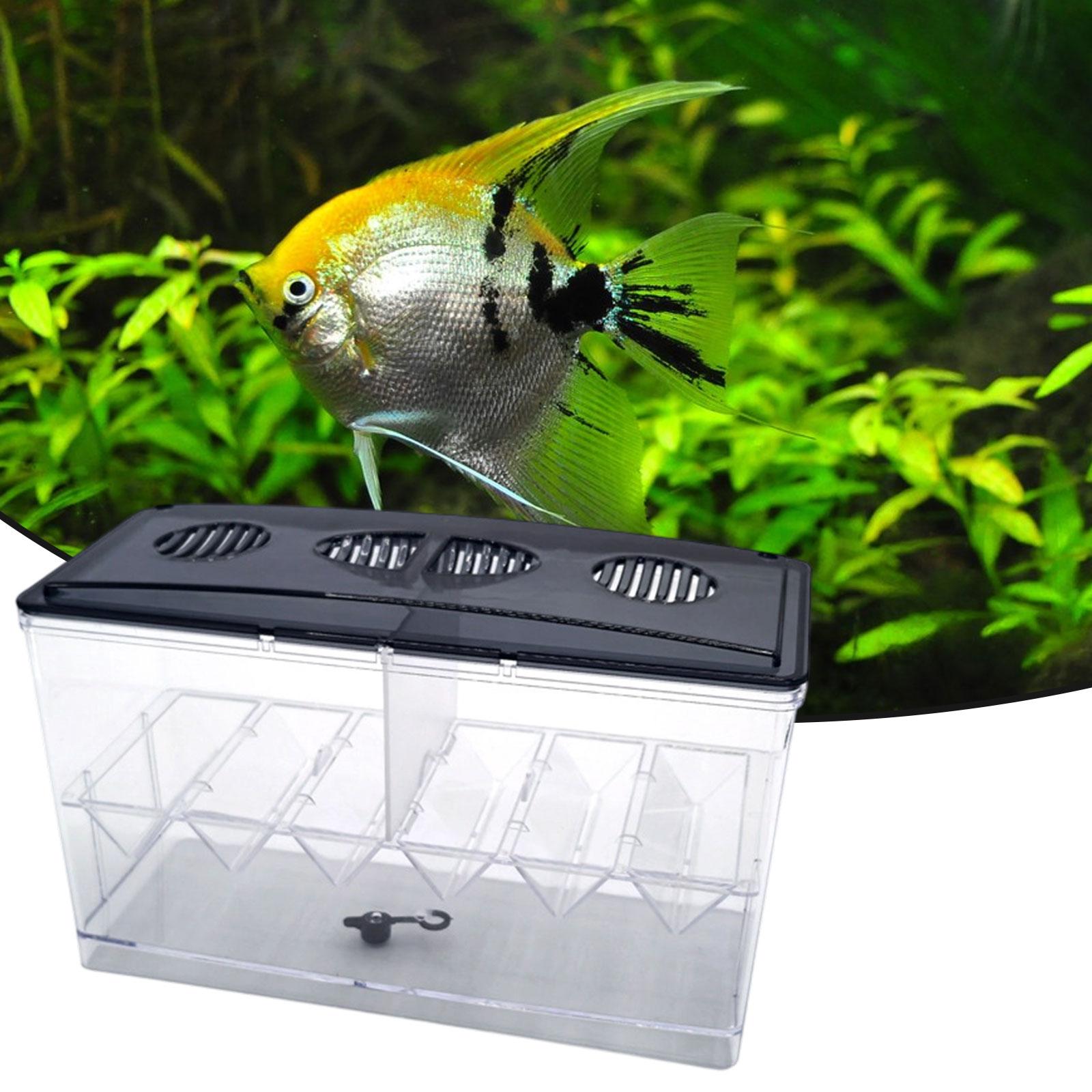صندوق عزل تربية الأسماك العائم - مراجعة Box Fish In Aquarium وسعره